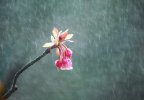 Nhành hoa nhỏ trong mưa