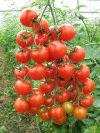 Mùa vụ cà chua