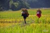 Thread 'Những mùa vàng trên vùng cao Yên Bái đẹp đến nao lòng người miền xuôi'