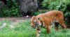 Tả con hổ trong vườn sở thú - văn lớp 4
