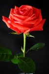 5ED9D2B1-8BAF-4178-A8D4-F3CFA74EFE96.jpeg