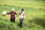 hay-tho-viet-ve-lang-que-nong-thon-voi-hinh-anh-canh-dong-lua-con-trau-7.jpg